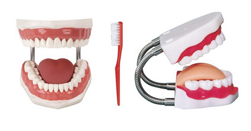 牙护理保健模型BIX-HY