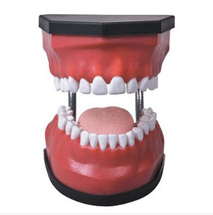 豪华型牙护理保健模型BIX-HY2