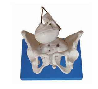 女性骨盆带胎儿头颅骨模型BIX-A1026