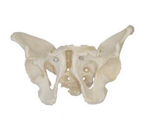 男性骨盆模型 BIX-A1023