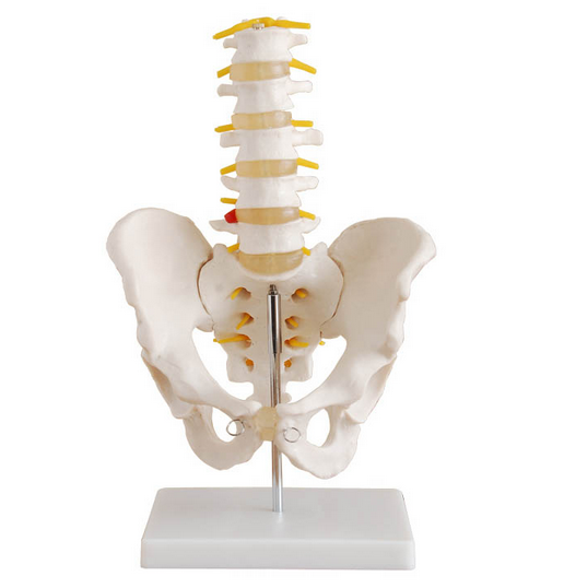 自然大骨盆带五节腰椎模型BIX-A1022