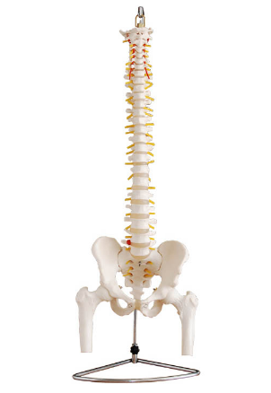 自然大脊椎附骨盆半腿骨模型BIX-A1013