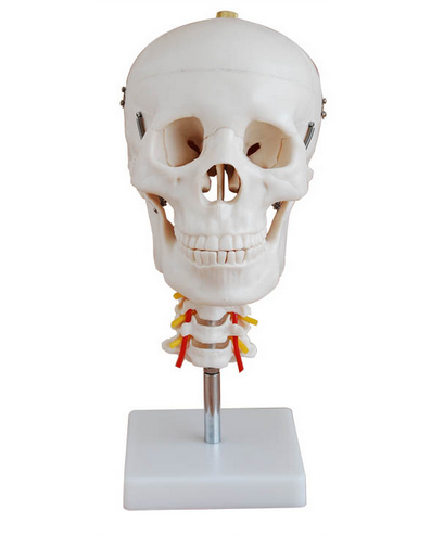 头骨带颈椎模型BIX-A1008