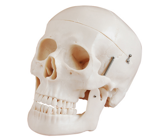 自然大头骨模型BIX-A1007