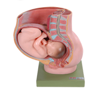 骨盆妊娠九个月胎儿模型BIX-32009