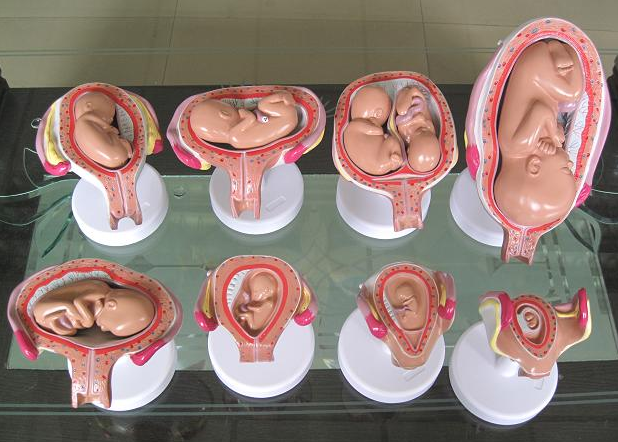 妊娠发育过程模型