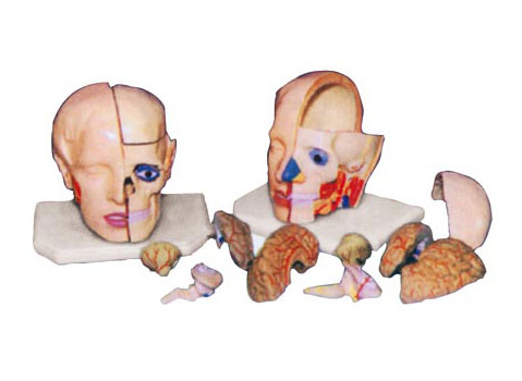 头解剖附脑模型（10部件）