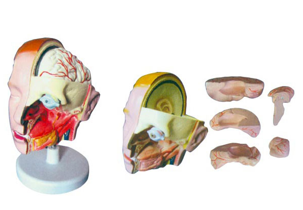 BM1266头解剖附脑模型（6部件）