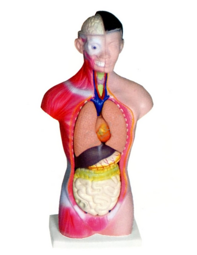 人体头,颈,躯干模型(7部件)