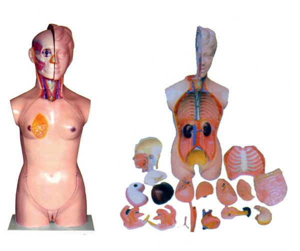 女性头、颈、躯干模型(19部件)