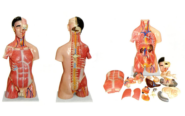 两性人体头、颈、躯干模型(28部件）
