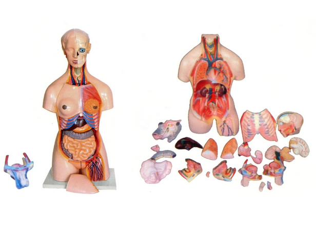 两性人体头、颈、躯干模型(41部件）