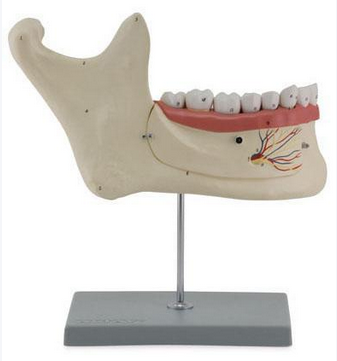 下颌恒牙解剖模型