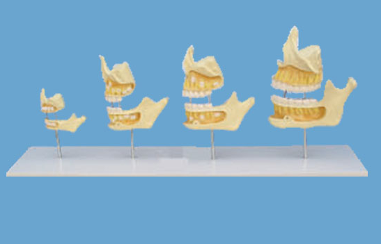 牙齿发育顺序模型