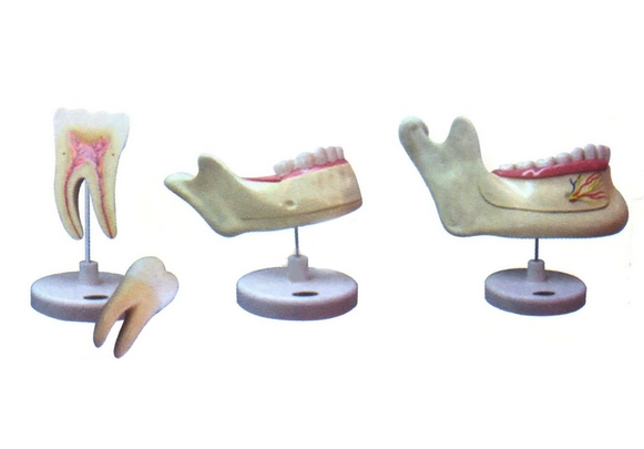 磨牙、乳牙、恒牙模型