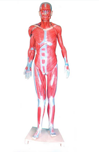 全身肌肉解剖模型