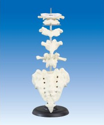人体骨骼散骨模型