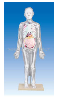 人体体表,人体骨骼与内脏关系模型