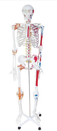 人体骨骼附关节韧带模型