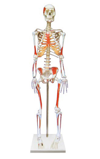 170cm人体骨骼附肌肉起止点着色模型
