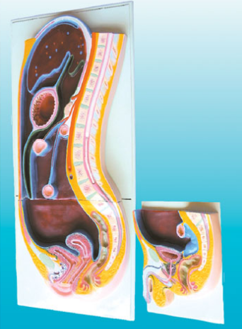 腹膜矢状切面模型