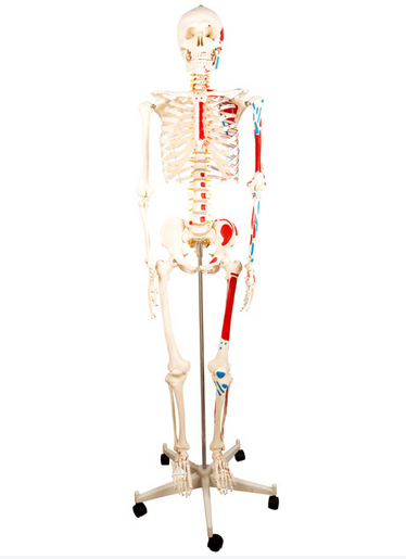 人体全身骨骼附主要动脉和神经分布模型