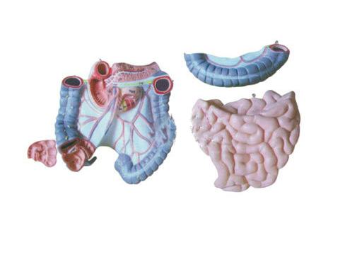 结肠空回肠解剖模型