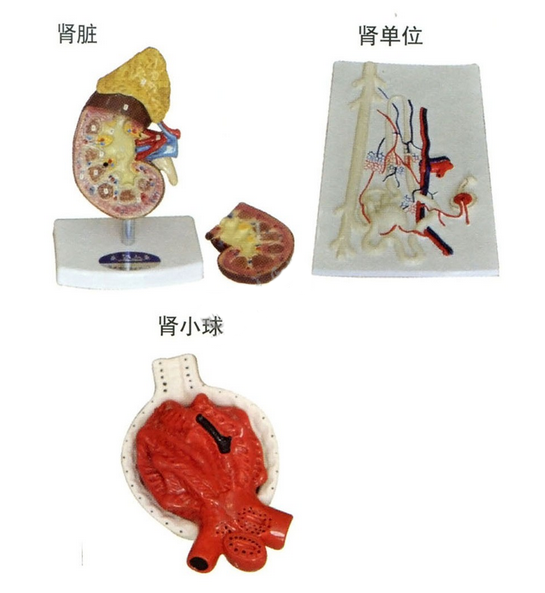 肾脏、肾单位、肾小球放大模型