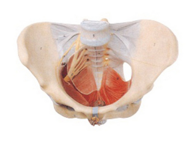 女性骨盆附盆底肌模型