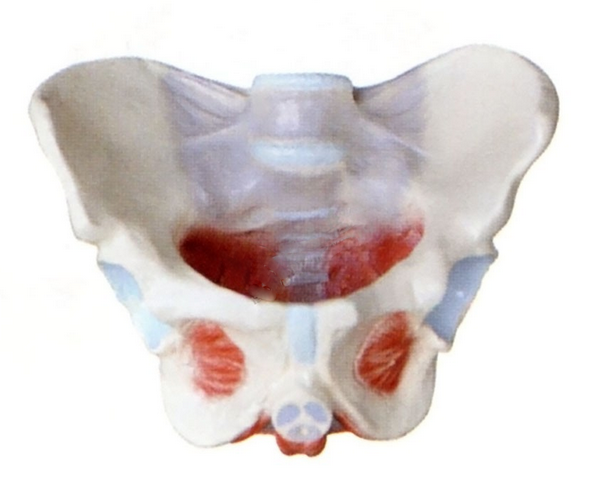 男性骨盆附盆底肌模型
