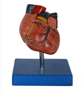 心脏解剖(自然大)模型