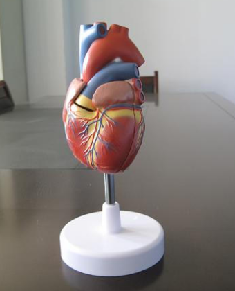 心脏解剖（自然大）