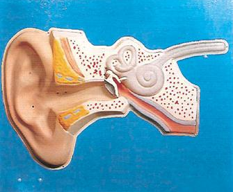 耳听觉调节模型(声控)