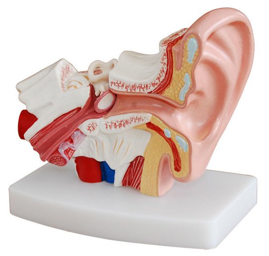 小型耳解剖放大模型(1.5倍大)