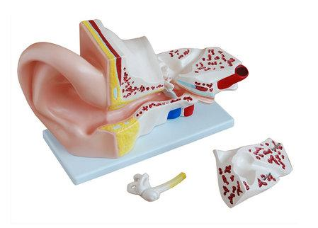 耳 (外、中、内) 解剖模型