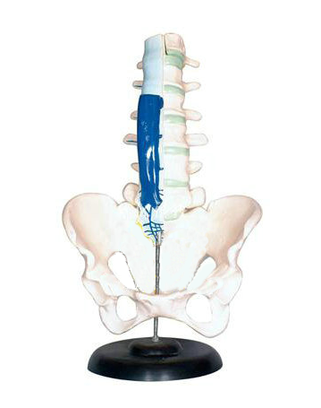 腰骶椎解剖与脊神经关系模型