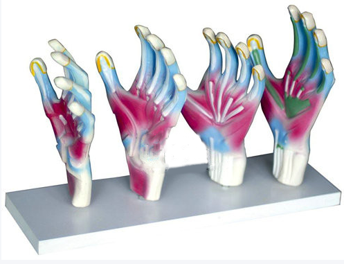 手肌解剖模型