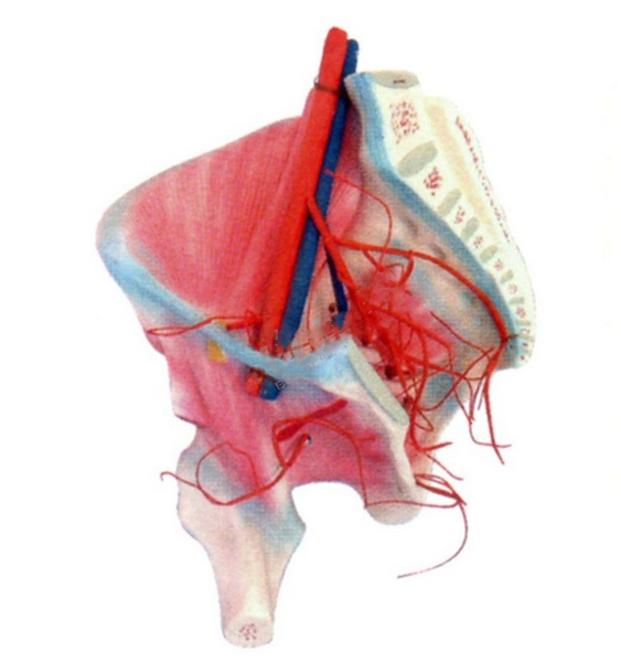 髋肌及髂内动脉分布模型