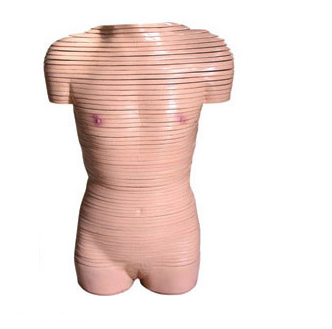 女性躯干横断断层解剖模型