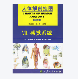 《人体解剖挂图》-感觉系统挂图（12张）