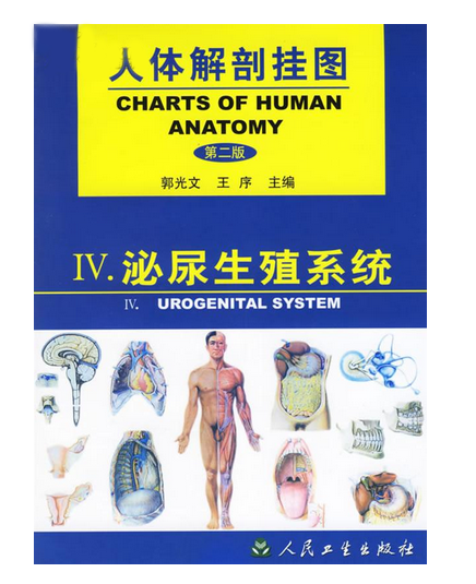 《人体解剖挂图》-泌尿生殖系统挂图（18张）