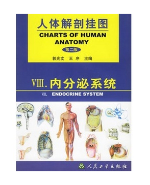 《人体解剖挂图》-内分泌系统挂图（4张）