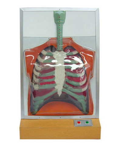 人体呼吸运动电动模型