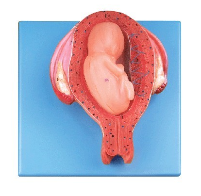 七个月胚胎模型