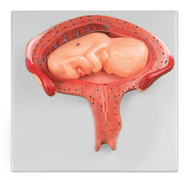 四个月胚胎模型