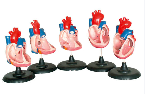 先天性心脏畸形模型