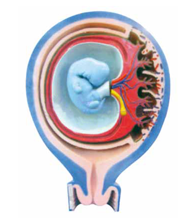 胎儿胎膜与子宫的关系模型