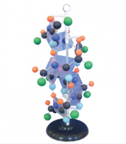 蛋白质演示模型