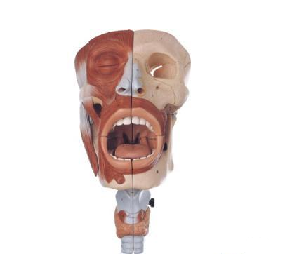 鼻,口,咽,喉腔模型