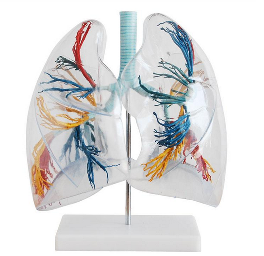 透明肺段示教模型